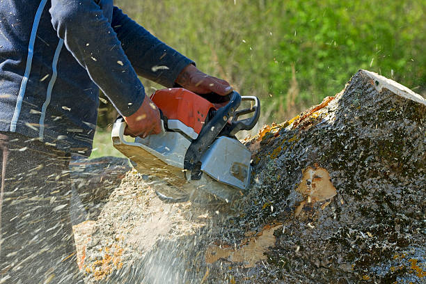 Tree and Shrub Care in Grantsburg, WI